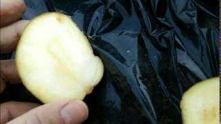 ジャガイモの育て方①　種イモの準備