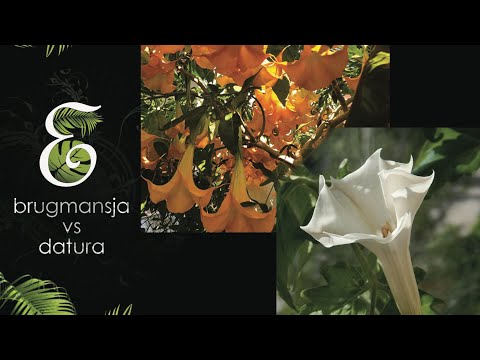 Wideo: Datura - Trująca Bieluń