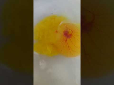 7. 48 Hours CHICK EMBRYO Practical