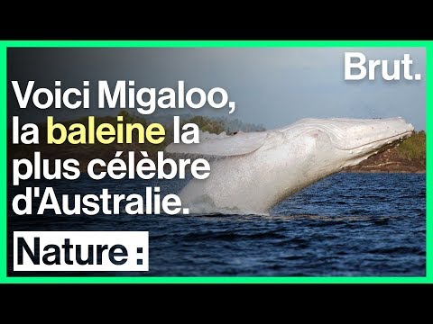 La baleine blanche Migaloo, icône populaire en Australie