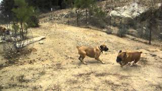 fuller boerboel