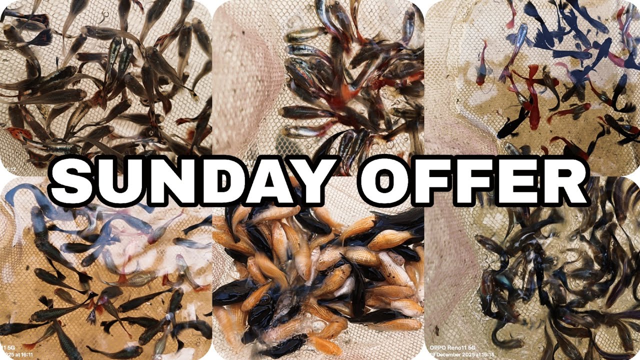 💥🔥Gopi Aquarium 