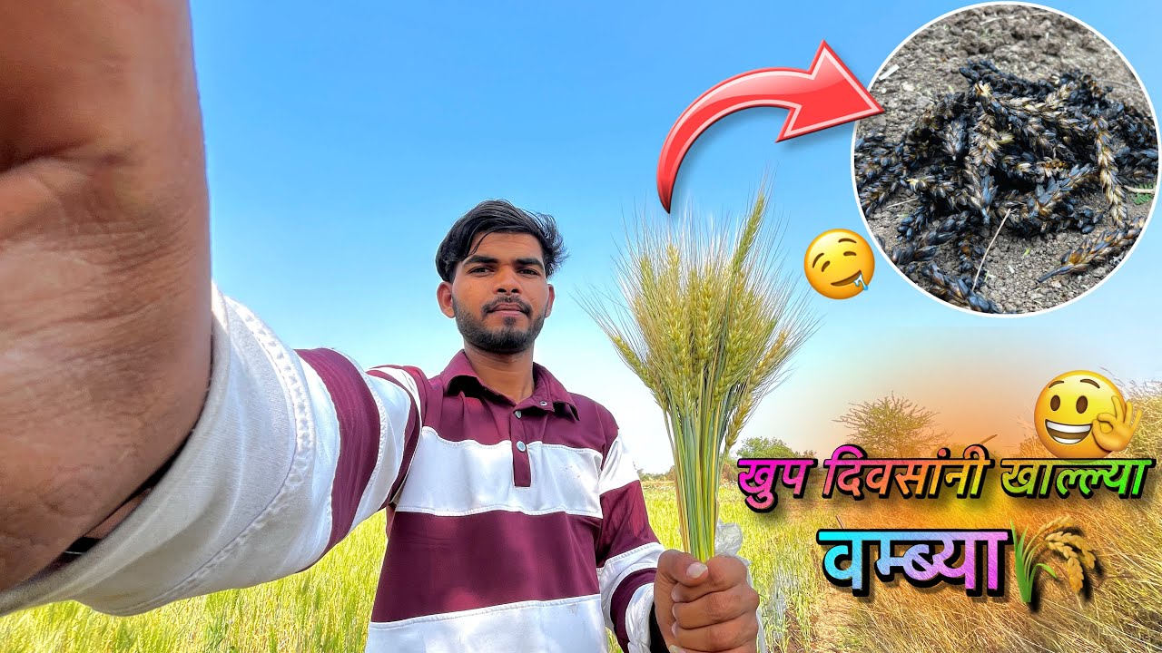 एकदम भारी लागल्या वम्ब्या  | Gavakdcha Vlogger | Maharashtra | #vlog 