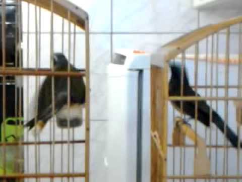 Canto De Chuva De Trinca Ferro Trinca Ferro Chuva De Pedra X Android Youtube