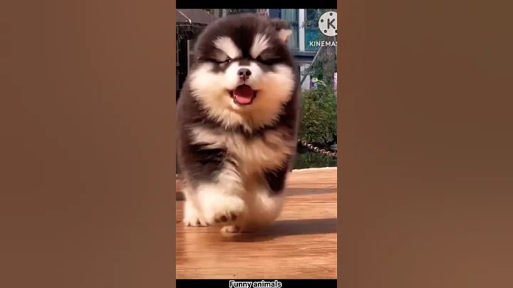 Watch the video about Cat & dog funny shorts / #dog #cat #funny #funnyanimals #animal #funnypets #happy #funnycute #pets