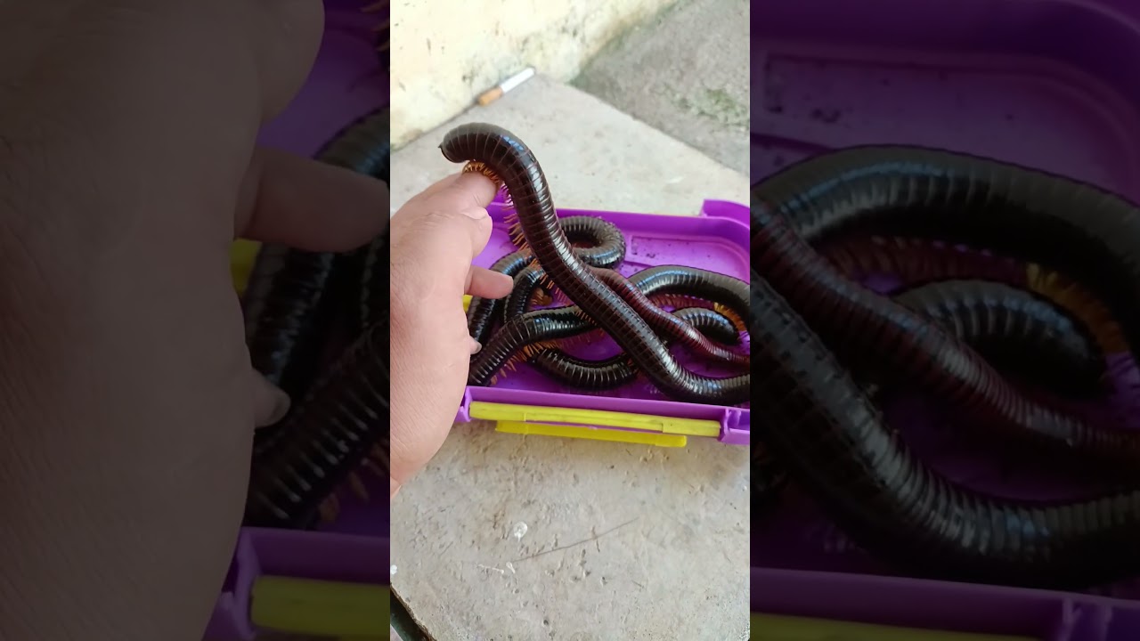 look at the comparison of the millipede's body to my finger 