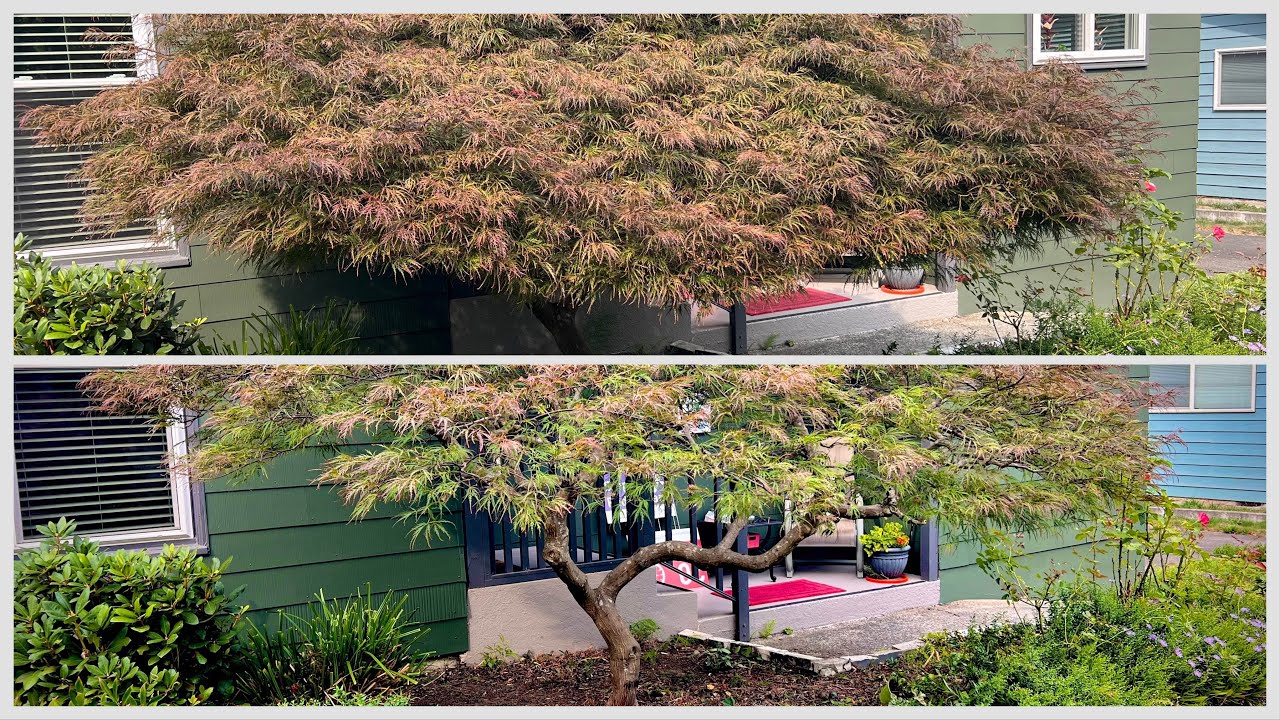 2 Japanese laceleaf maples - before and after pruning in early September