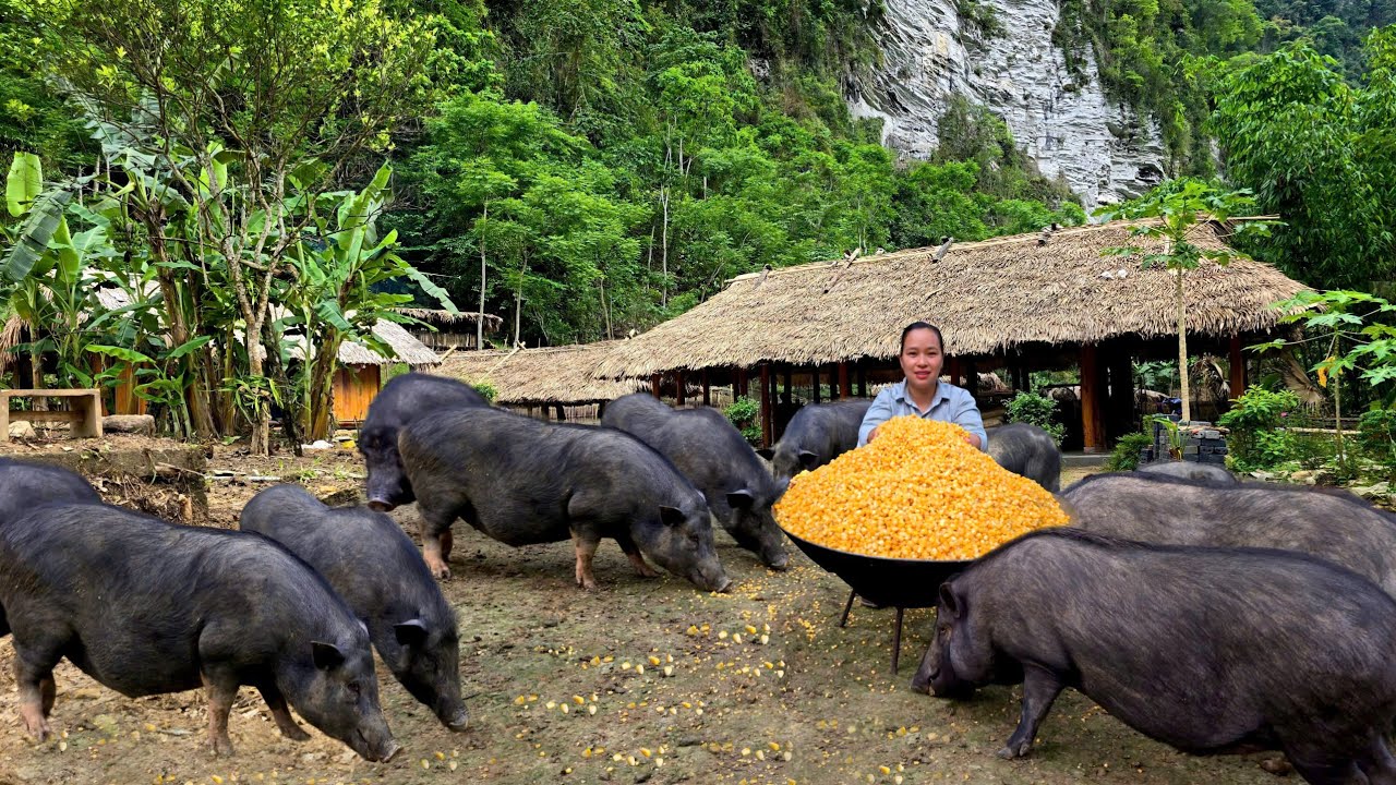 “Harvesting & How to Process Corn for Pigs – Chickens – Goats to Eat Immediately”