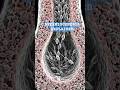 Spermiogenesis Explained in 15 Seconds (3D Ultra Realistic)#shorts #anatomy #medicalanimation