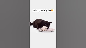 cat tried catnip toy🥰 loves it!!😹 full video in the comments👀