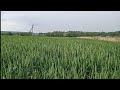 Пшениця озима сорт Колоніа 2022))) Огляд)))