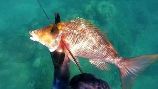 Spearfishing Cairns - Batt Reef Chronicles