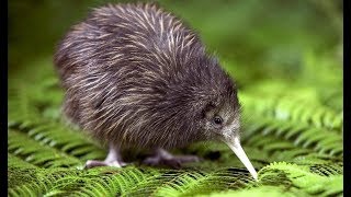 Kiwi - New Zealand Endemic Bird