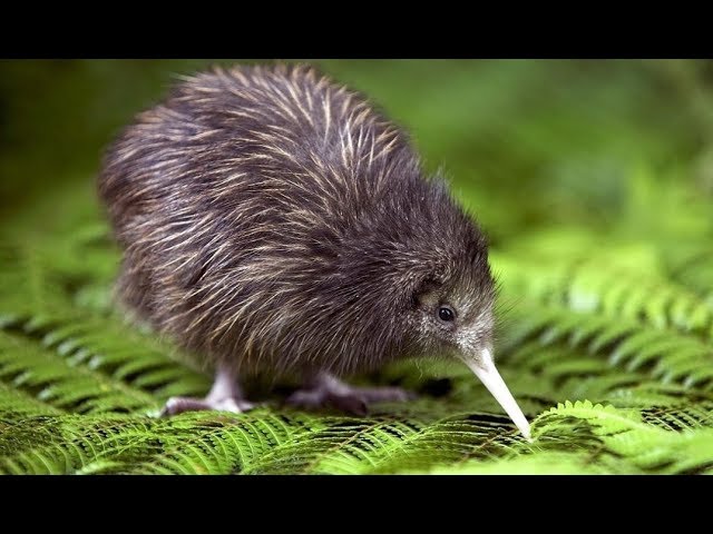 Kiwi - New Endemic -