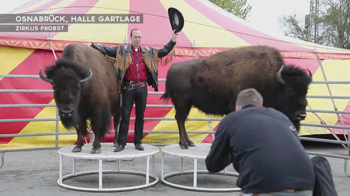 Was sagt der Wildtier-Zirkus Probst zum möglichen Wildtier-Verbot