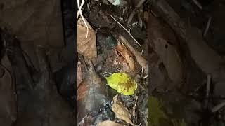 Download Lagu KODOK BERTANDUK DI HUTAN KALIMANTAN MP3