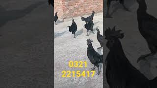 Black Ayam Cemani Hens Available In Stan