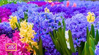 You Won't Believe These Gardens Are Real! 🌸 Mackinac Island in Peak Bloom (4K Relaxation)