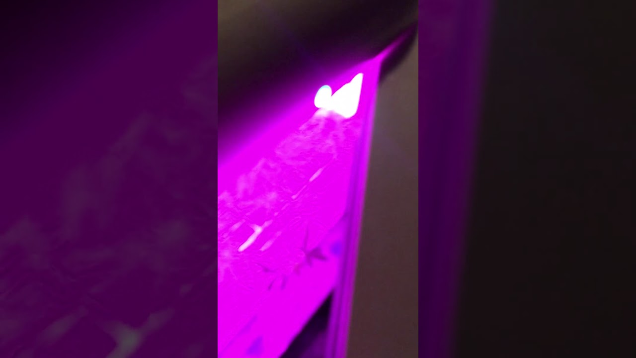 SEEDO GROW - DAY 42 - LSD 25 AUTO