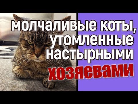 Молчаливые коты, утомленные своими хозяевами — прикольные фото