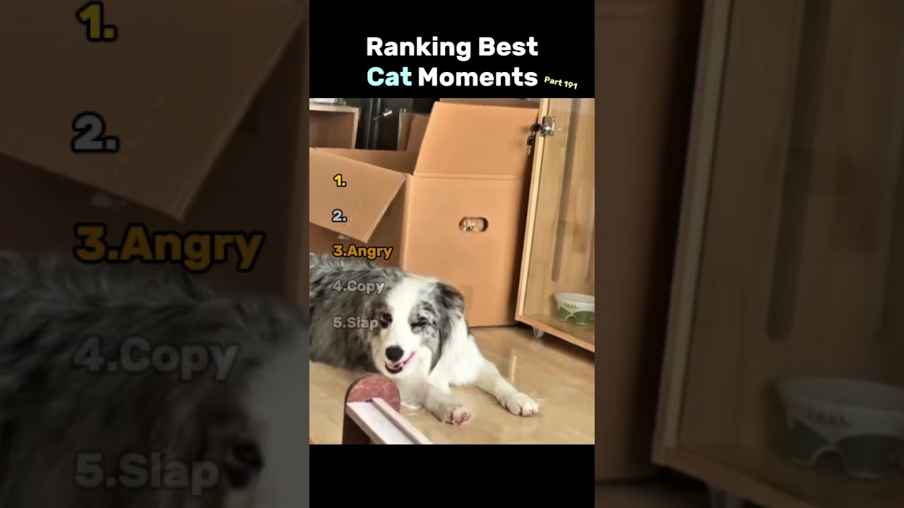 Ranking Best Cat Moments 😸🐾 Part 191