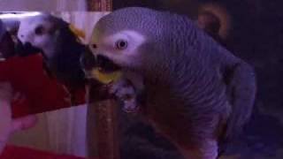 Bird Recognizes Self In Mirror Photos Videos