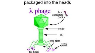11 November 2020   lambdaphage life cycle