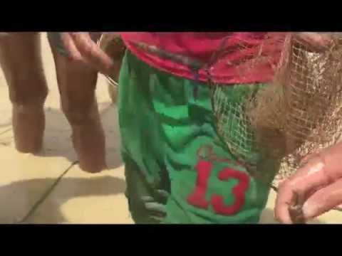 Net Fishing Cambodia - Khmer People Catch the fish in the farm - Cambodia Traditional Fishing #1👈