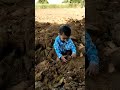 माही