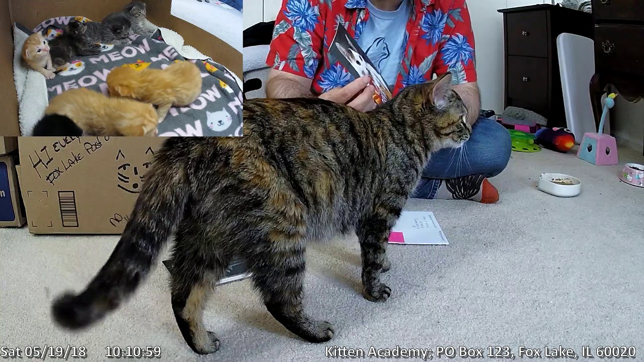 cats inn Mailbag 2018-05-19