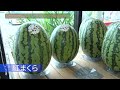 【野菜】滋賀県るシオール直売所で大好評！スイカ「紅まくら」の魅力