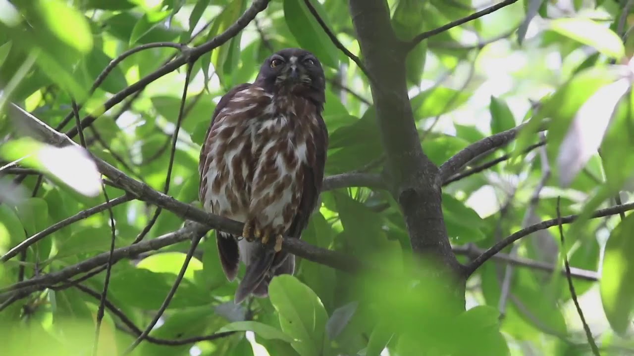 Northern Boobook. Owl. Singapore 
