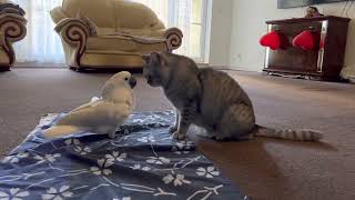 Cockatoo and cat