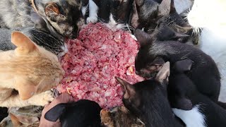 Hungry Kitten Eating Raw Chicken - Feeding Cats