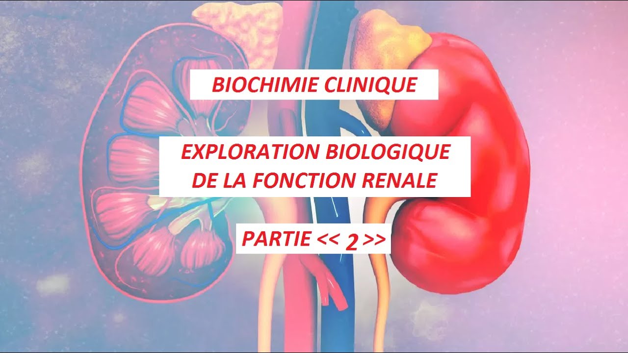 EXPLORATION BIOLOGIQUE DE LA FONCTION RENALE ( PARTIE 2 ) — Transcript