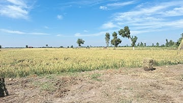 LH 0867232677 Bán đất ruộng ,thổ cư P3 ,tx Kiến Tường Long An giá 8tỷ hết đất