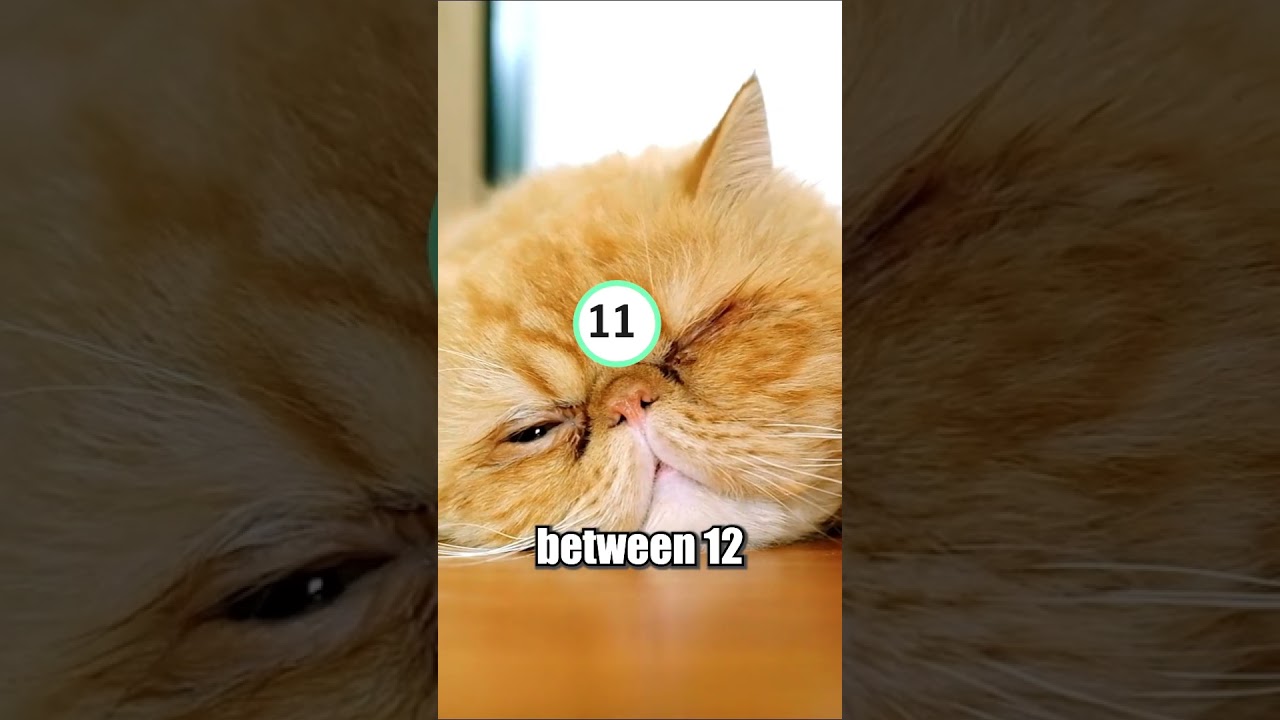 3 Fun Facts about Cats 