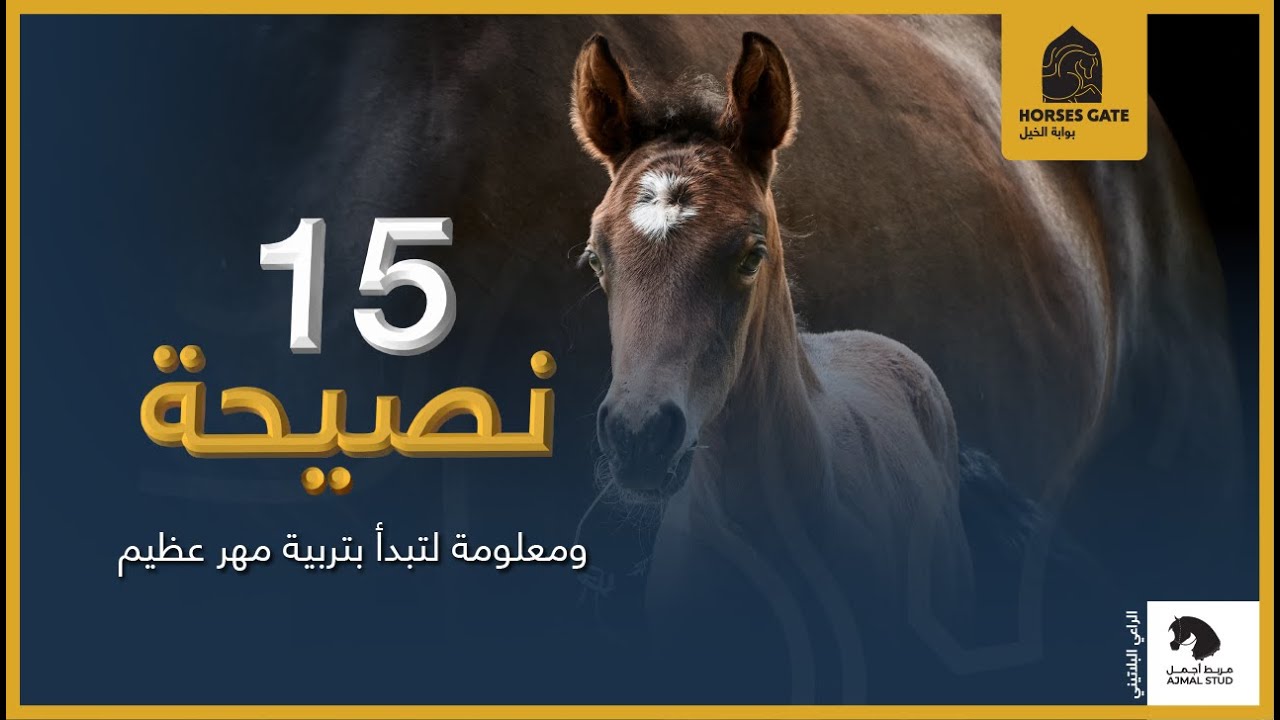 خمسة عشر نصيحه ومعلومة لتبدأ بتربية مهر عظيم