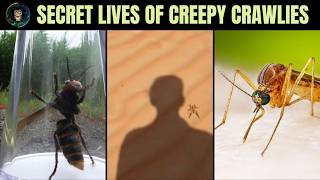 The Secret Lives Of Creepy Crawlies Shocking Facts Youve Never Heard
