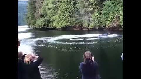 Whales surfacing at Great Bear Lodge in British Columbia