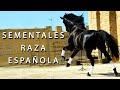 Sementales P.R.E. Yeguada La Esperanza España | JCarlos 676917267