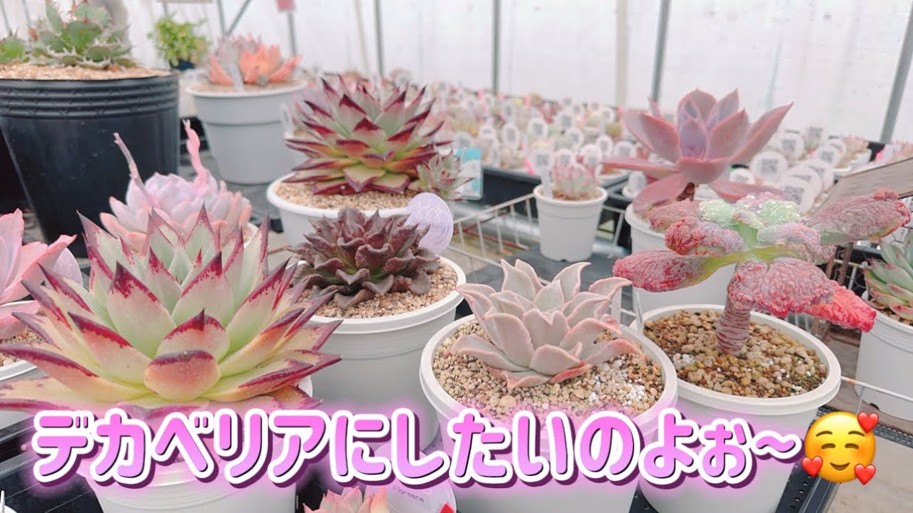 多肉植物】デカベリアにしたいのよぉ〜🤣✨【多肉育て方】 - YouTube