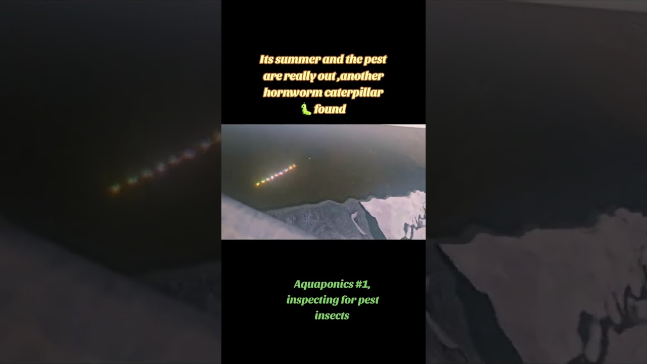 The peak time for summer insect pest is here, found another large horn worm caterpillar 🐛 🦋