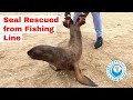 Seal Rescued from Fishing Line