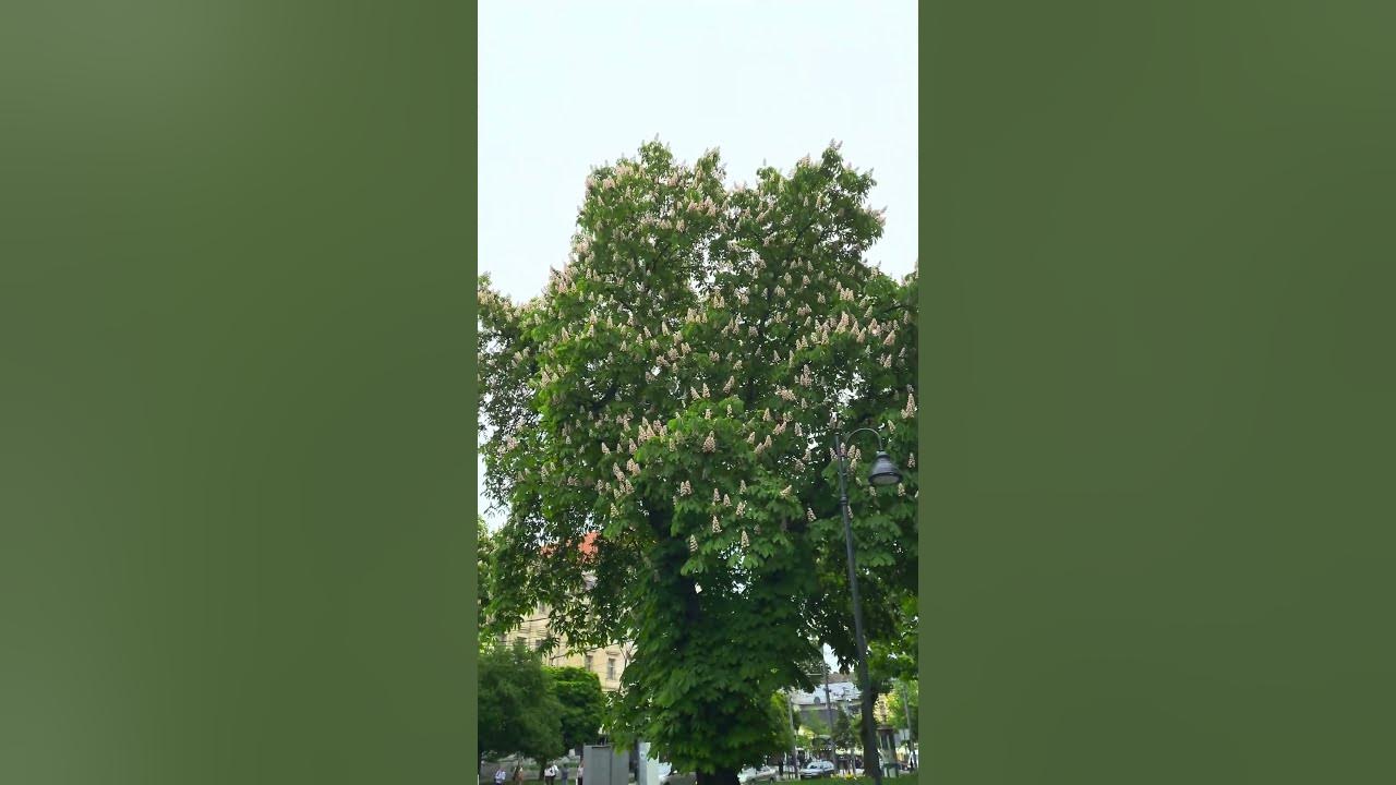 Львів / проспект Свободи, розцвіли каштани (стометрівка) - YouTube