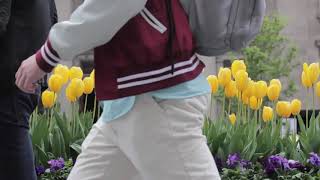 FREEDIO: 'Yellow tulips ' royalty free HD stock video footage FREEDIO: 'Yellow tulips ' royalty free HD stock video footage