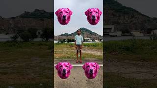 बंदर मामा आये बंद पायजा लेदेखो कबूतर आया फिर मोर आहे 🤣🐒🦚 funny vfxvideo #short #vfx #latestmagicvfx