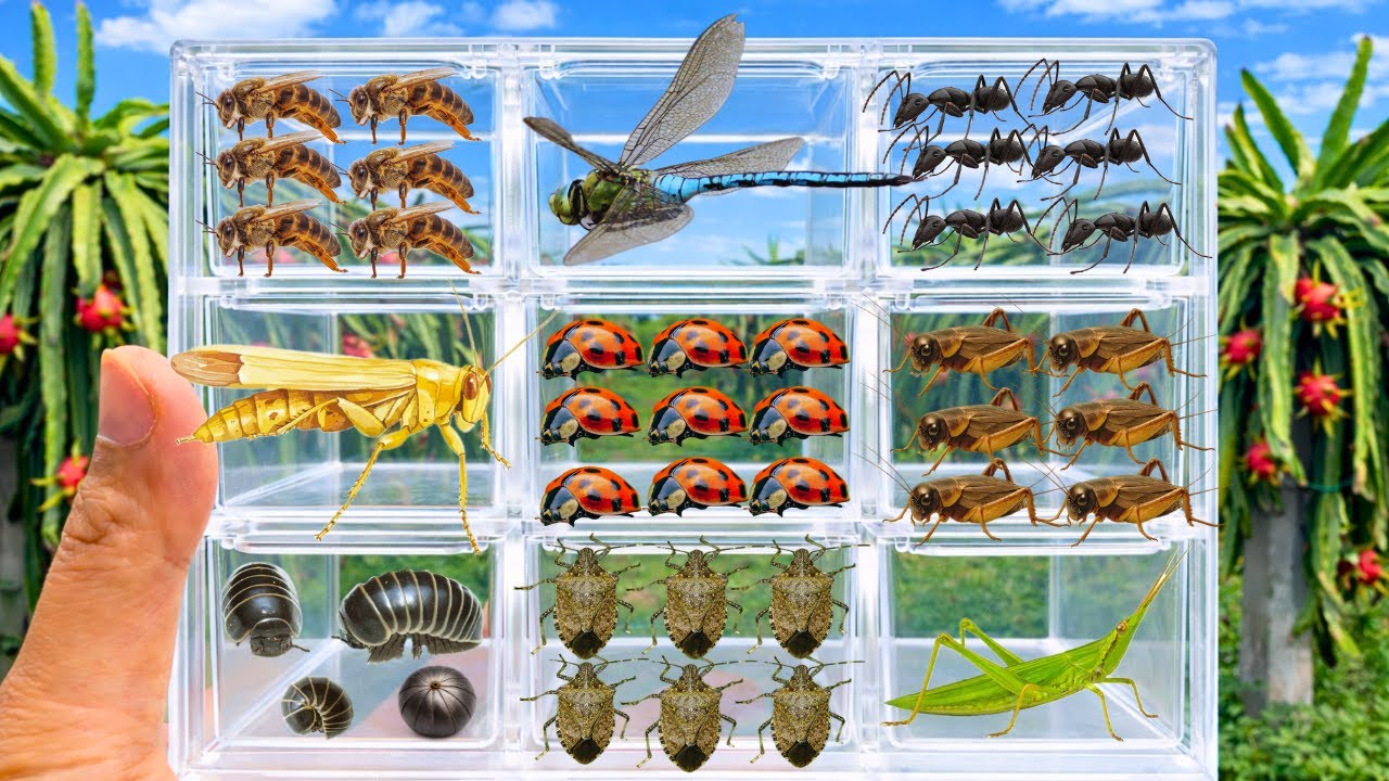 I catch insects in the dragon fruit garden with dragonflies, honeybees, beetles, and crickets,...