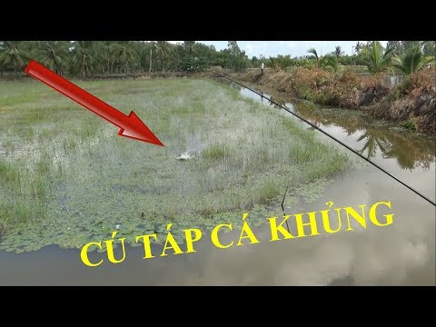 Video Câu cá lóc bằng mồi giả nhái hơi frog v4 và v1 lâm cá... - youtube