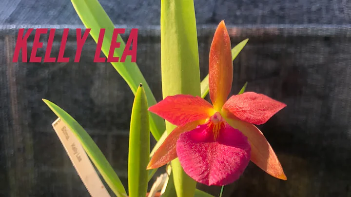Kelly Lea Orchid Spotlight